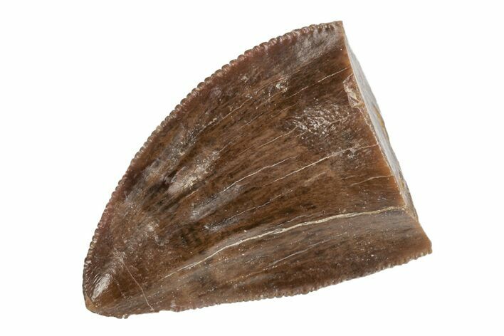 Dimetrodon Tooth - Texas Red Beds #208341